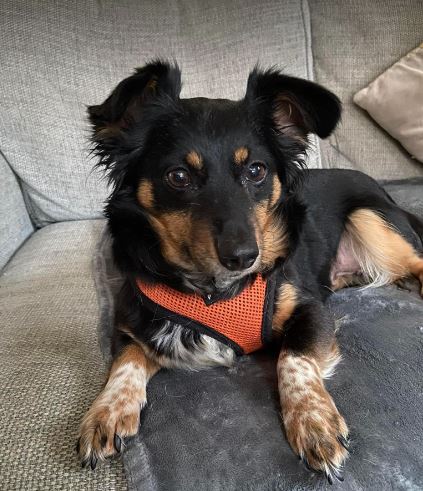 Princess a black and tan rescue dog 1_1 dog at a time rescue UK Princess a black and brown rescue dog | 1 dog at a time rescue UK