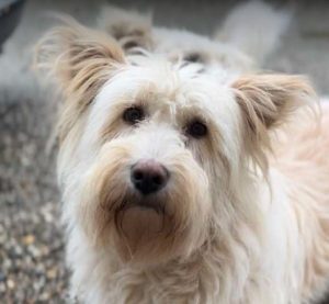 Rosie a cream rescue dog | 1 dog at a time rescue UK