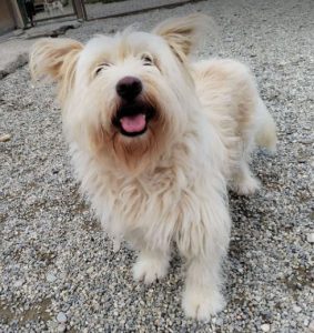 Rosie a cream rescue dog | 1 dog at a time rescue UK