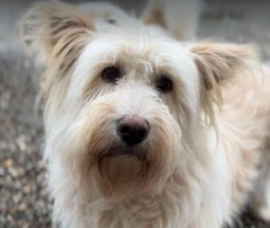 Rosie a cream rescue dog | 1 dog at a time rescue UK