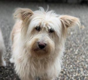 Rosie a cream rescue dog | 1 dog at a time rescue UK