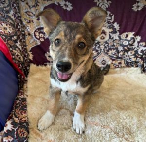 Sadie a brown and white rescue dog | 1 dog at a time rescue UK