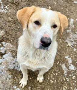 Tessa a fawn rescue dog | 1 dog at a time rescue UK