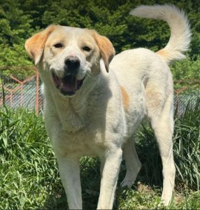 Tessa a fawn rescue dog | 1 dog at a time rescue UK