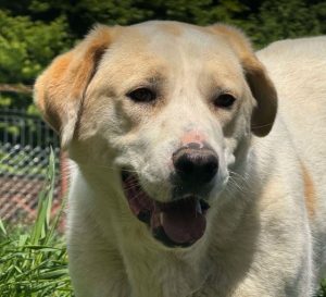Tessa a fawn rescue dog | 1 dog at a time rescue UK