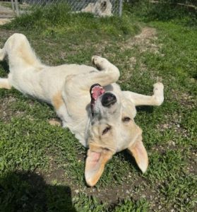 Tessa a fawn rescue dog | 1 dog at a time rescue UK