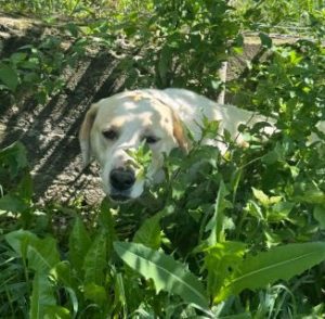 Tessa a fawn rescue dog | 1 dog at a time rescue UK
