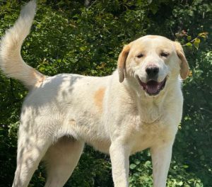 Tessa a fawn rescue dog | 1 dog at a time rescue UK