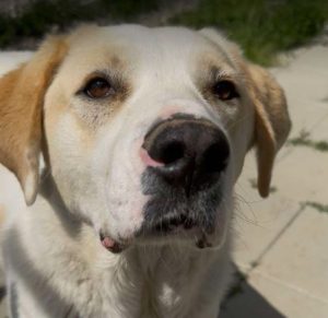 Tessa a fawn rescue dog | 1 dog at a time rescue UK