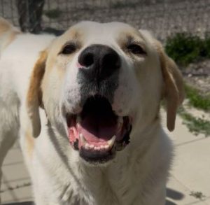 Tessa a fawn rescue dog | 1 dog at a time rescue UK