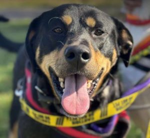 Toffee a tan and black rescue dog | 1 dog at a time rescue UK