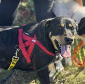 Toffee a tan and black rescue dog | 1 dog at a time rescue UK