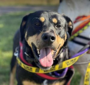 Toffee a tan and black rescue dog | 1 dog at a time rescue UK