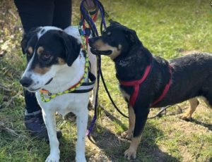 Toffee a tan and black rescue dog | 1 dog at a time rescue UK