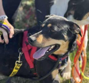 Toffee a tan and black rescue dog | 1 dog at a time rescue UK