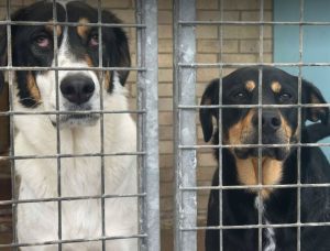 Toffee a tan and black rescue dog | 1 dog at a time rescue UK