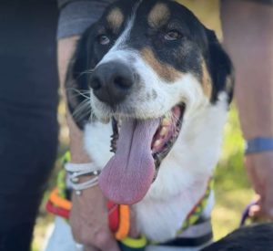 Treacle a white black and tan Romanian rescue dog sitting looking at the camera | 1 Dog At A Time Rescue UK