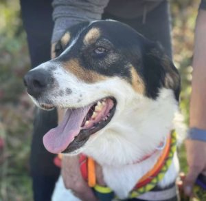 Treacle a white black and tan Romanian rescue dog sitting looking at the camera | 1 Dog At A Time Rescue UK