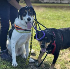 Treacle a white black and tan Romanian rescue dog sitting looking at the camera | 1 Dog At A Time Rescue UK