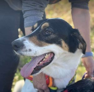 Treacle a white black and tan Romanian rescue dog sitting looking at the camera | 1 Dog At A Time Rescue UK