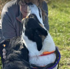 Treacle a white black and tan Romanian rescue dog sitting looking at the camera | 1 Dog At A Time Rescue UK