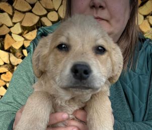 Willow a fawn rescue dog 5_1 dog at a time rescue UK Willow a fawn rescue dog | 1 dog at a time rescue UK