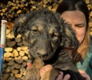 Winnie a black rescue dog | 1 dog at a time rescue UK