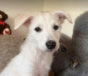 Abbie a white rescue dog_1 dog at a time rescue UK