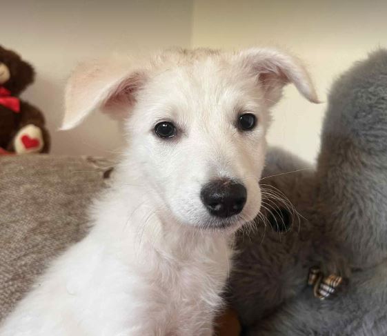 Abbie – In UK Foster