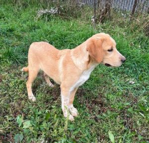 Barney a cream romanian rescue dog | 1 dog at a time rescue uk