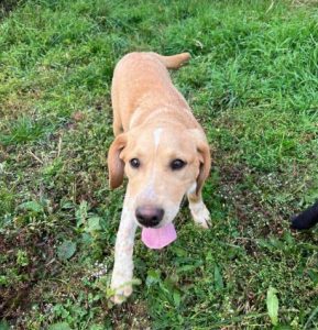 Barney a cream romanian rescue dog | 1 dog at a time rescue uk