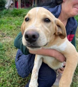 Barney a cream romanian rescue dog | 1 dog at a time rescue uk