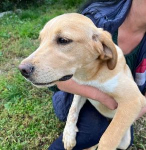 Barney a cream romanian rescue dog | 1 dog at a time rescue uk