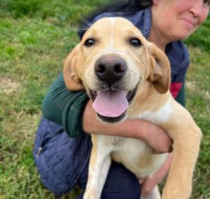 Barney a cream romanian rescue dog | 1 dog at a time rescue uk