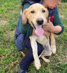 Barney a cream romanian rescue dog | 1 dog at a time rescue uk