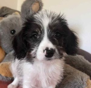 Benji a black, white and brown rescue dog|1 dog at a time rescue UK