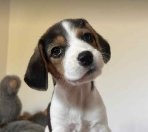 Bonnie a white, black and brown rescue dog | 1 dog at a time rescue UK