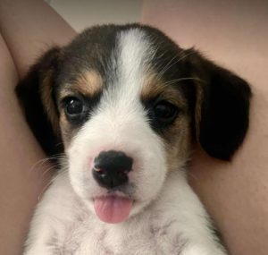 Bonnie a white, black and brown rescue dog | 1 dog at a time rescue UK