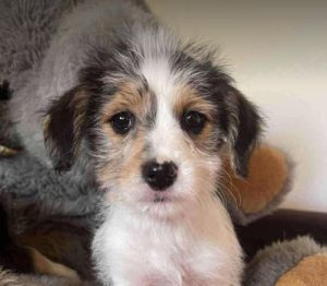 Bria a black, white and brown rescue dog|1 dog at a time rescue UK