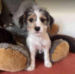 Bria a black, white and brown rescue dog|1 dog at a time rescue UK