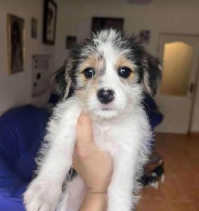 Bria a black, white and brown rescue dog|1 dog at a time rescue UK
