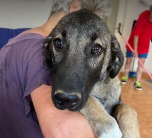 Cagney a tan and black Romanian rescue dog | 1 Dog at a Time Rescue UK