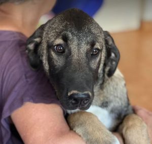 Cagney a tan and black Romanian rescue dog | 1 Dog at a Time Rescue UK