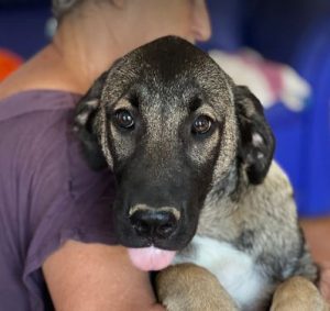 Cagney a tan and black Romanian rescue dog | 1 Dog at a Time Rescue UK