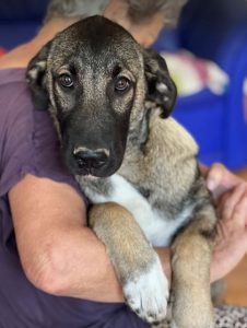 Cagney a tan and black Romanian rescue dog | 1 Dog at a Time Rescue UK