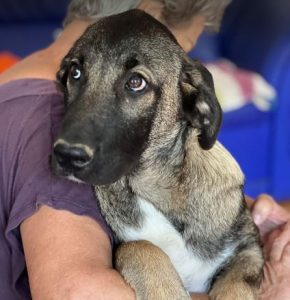 Cagney a tan and black Romanian rescue dog | 1 Dog at a Time Rescue UK