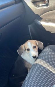 Catie, a white, black and faun Romanian rescue dog | 1 Dog at a Time Rescue UK