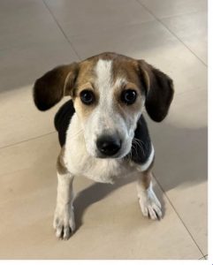 Catie, a white, black and faun Romanian rescue dog | 1 Dog at a Time Rescue UK