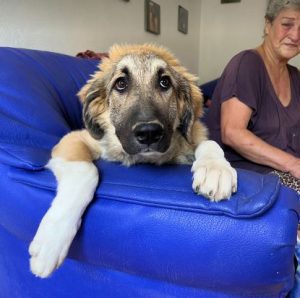 Chelsey a tan and black romanian rescue dog | 1 Dog at a time rescue UK