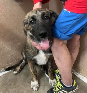 Chesney a tan and white romanian rescue dog | 1 Dog at a Time Rescue UK